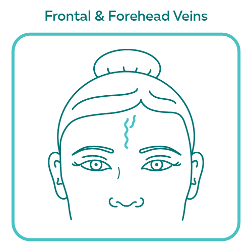 Frontal & Forehead Veins illustration with border